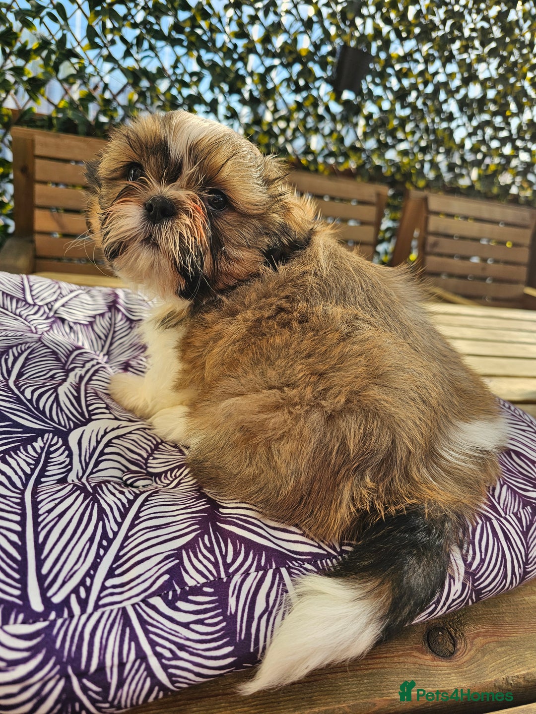 Shih Tzu dogs for sale: 🐶 Shih Tzu Puppies READY NOW– Licensed Breeder  - Image 6