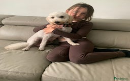 Cavapoo dogs for sale: Outstanding F1 Apricot Cavapoo puppies  - Image 29