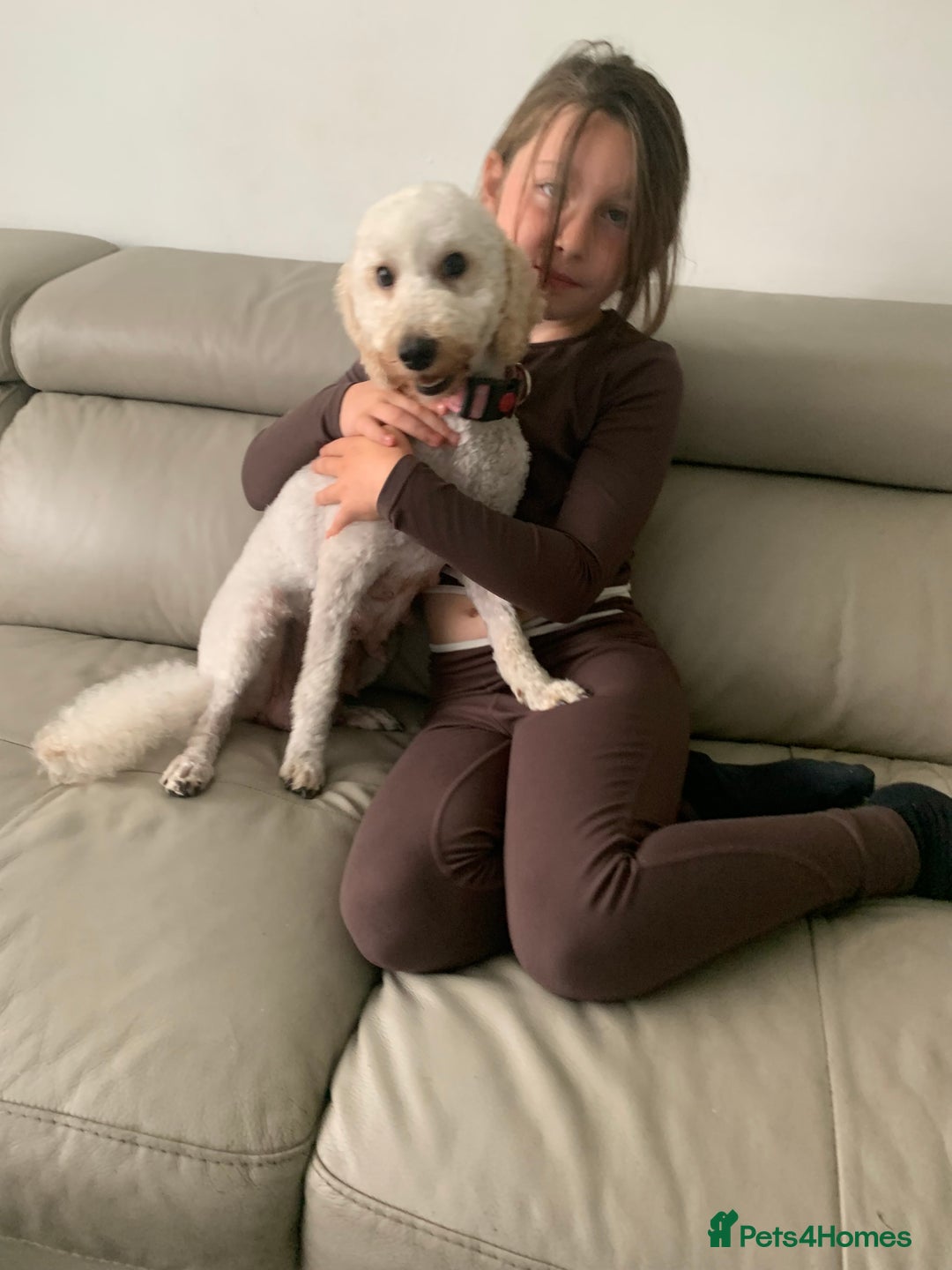 Cavapoo dogs for sale: Outstanding F1 Apricot Cavapoo puppies  - Image 29