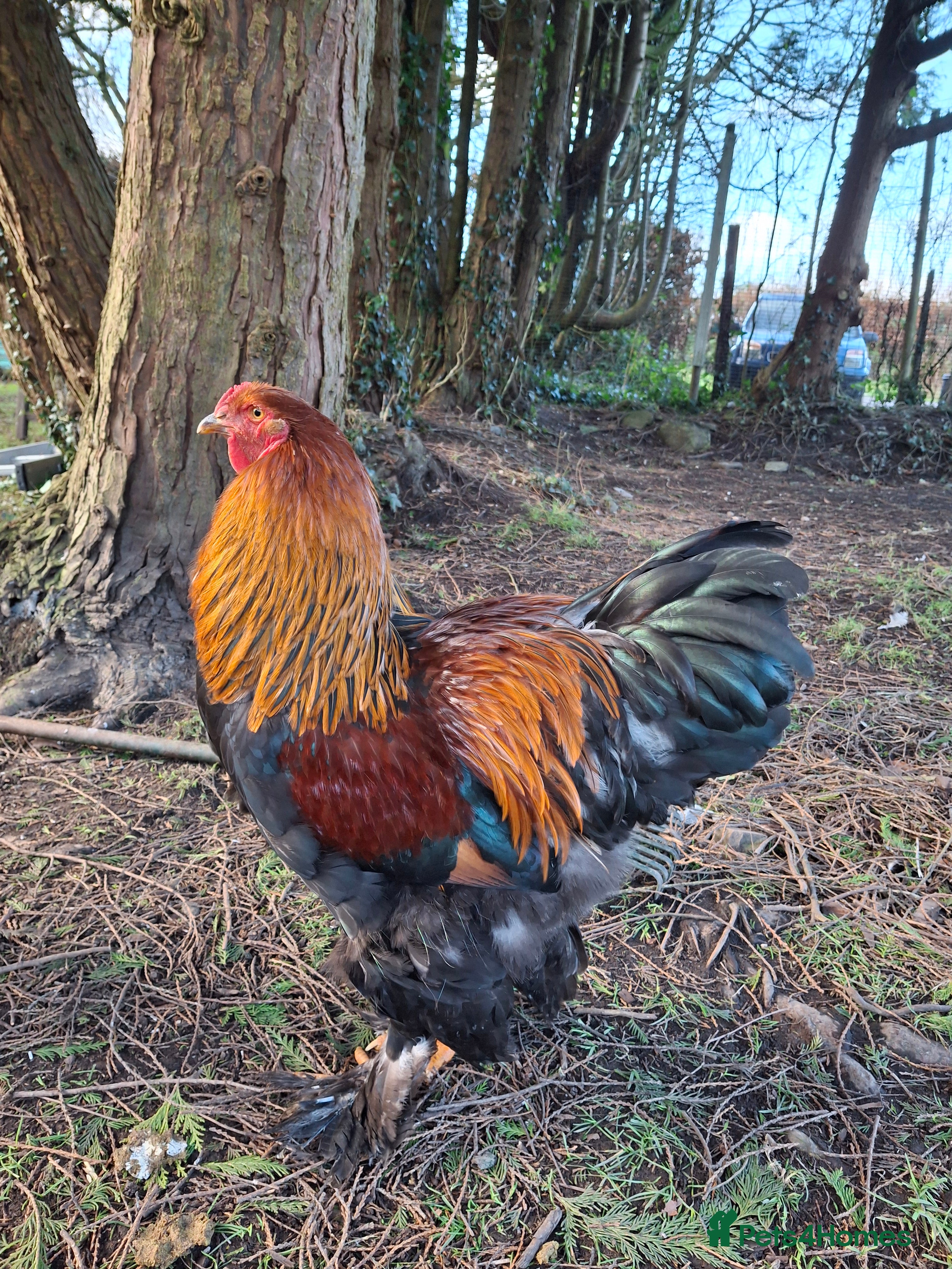 Chickens poultry Beautiful Brahma and Brahma cross cockerels - Advert 1