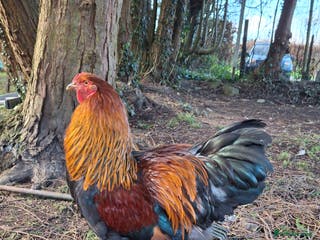 Chickens poultry Beautiful Brahma and Brahma cross cockerels - Advert 1