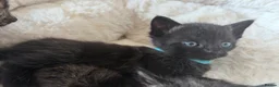 Mixed Breed cats for sale: Kittens - Advert 15