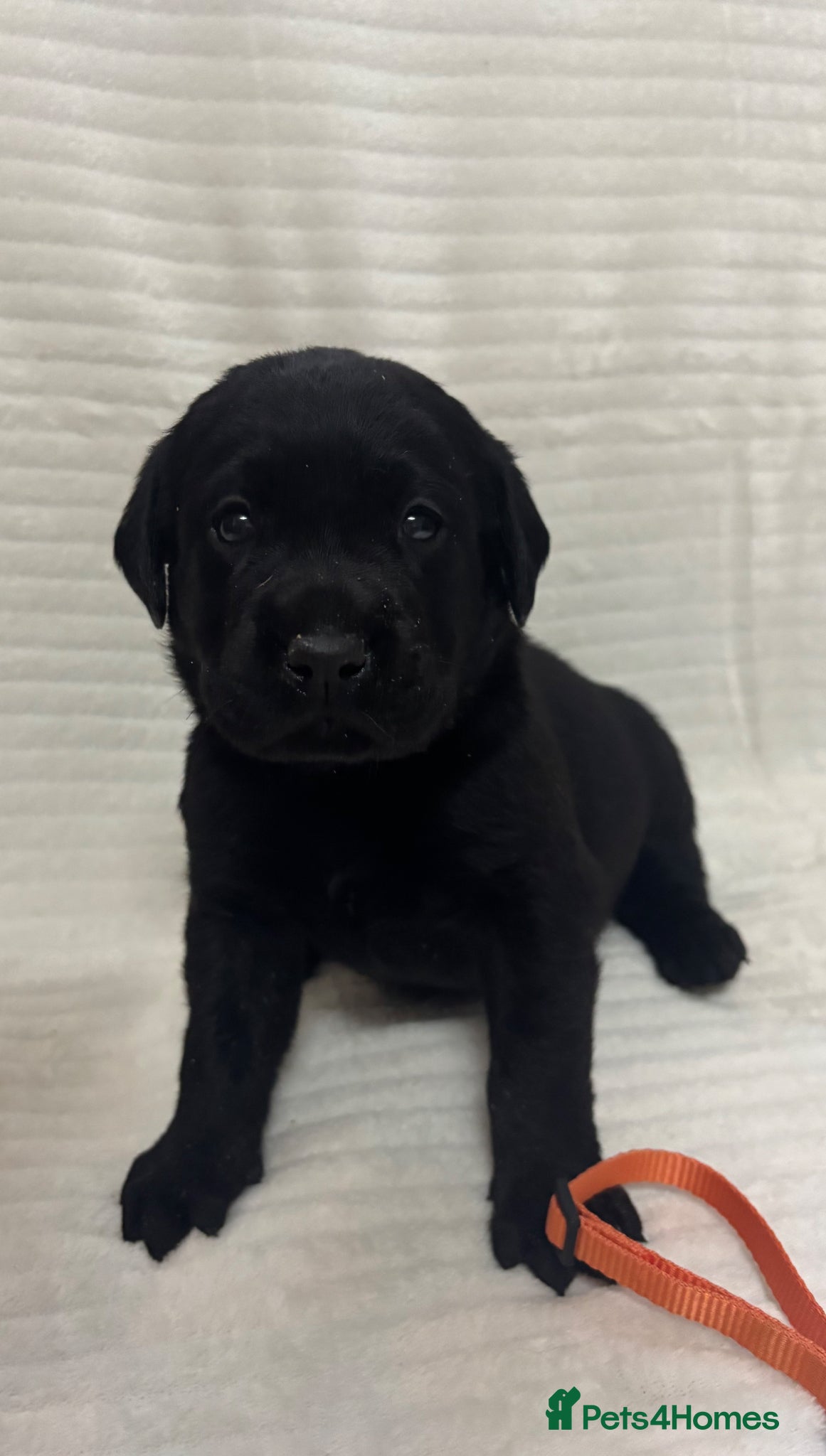 Labrador Retriever dogs Black Labrador puppies  - Advert 1