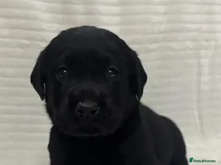 Labrador Retriever dogs Black Labrador puppies - Advert 1