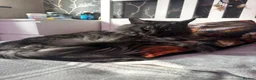 Maine Coon cats for sale: BEAUTIFUL MAINE COON KITTENS LOOKING FOR NEW HOME - Advert 39
