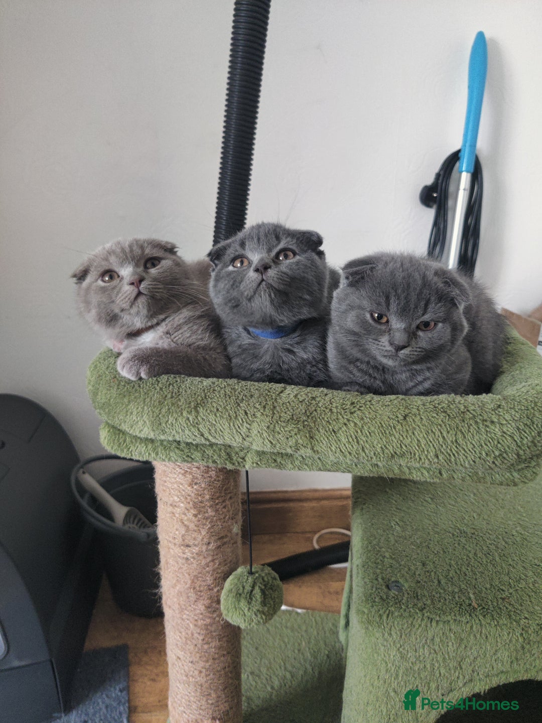Scottish Fold cats for sale: Scottish fold blue for sale  - Image 16