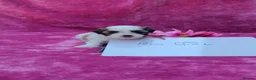 Malshi dogs for sale: Small Malshi puppies ( Maltese x Shihtzu) - Advert 7