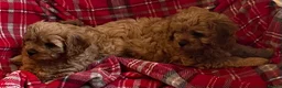 Cavapoo dogs for sale: 🐶🐩🐾ADORABLE MINIATURE CAVAPOO🐾🐩🐶 - Advert 11