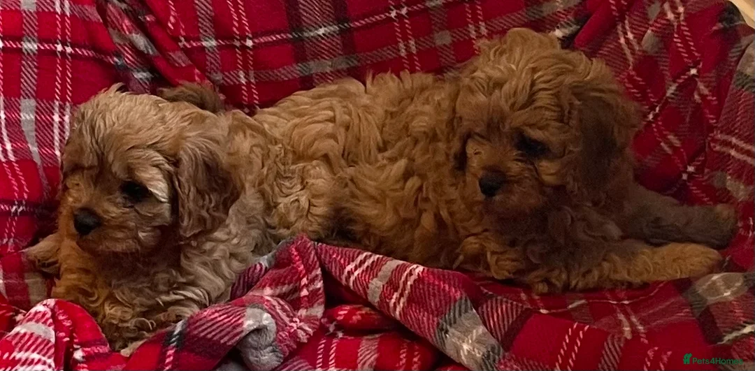 Cavapoo dogs for sale: 🐶🐩🐾ADORABLE MINIATURE CAVAPOO🐾🐩🐶 - Advert 11