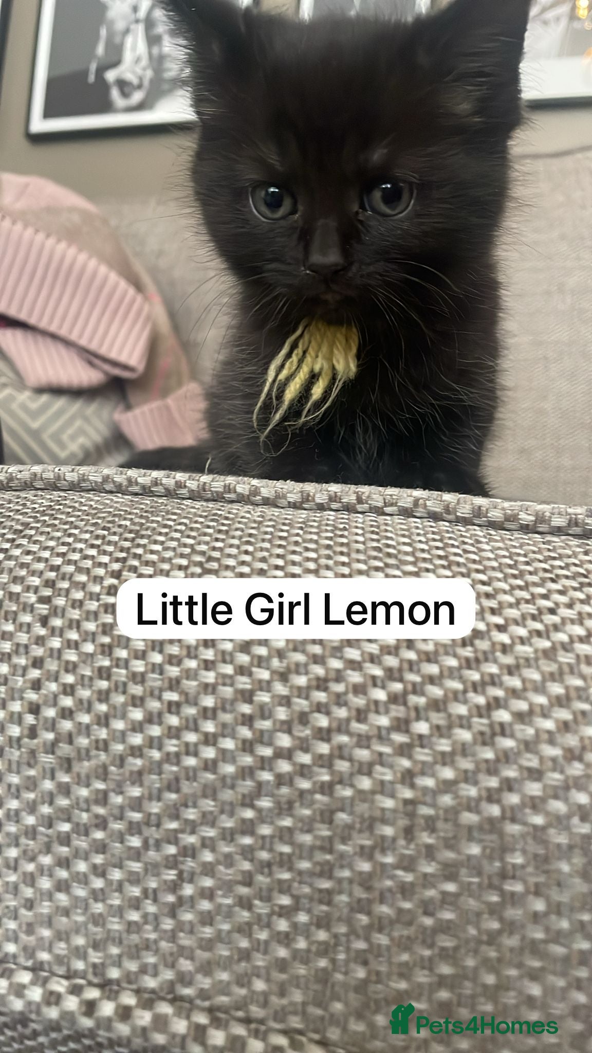 Mixed Breed cats Beautiful black and black and white kittens  - Advert 14