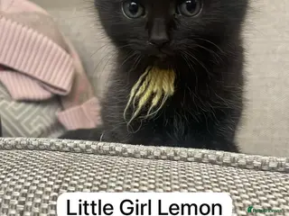 Mixed Breed cats Beautiful black and black and white kittens - Advert 14