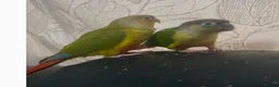 Conures birds for sale: Hand Reared Conures - Advert 10