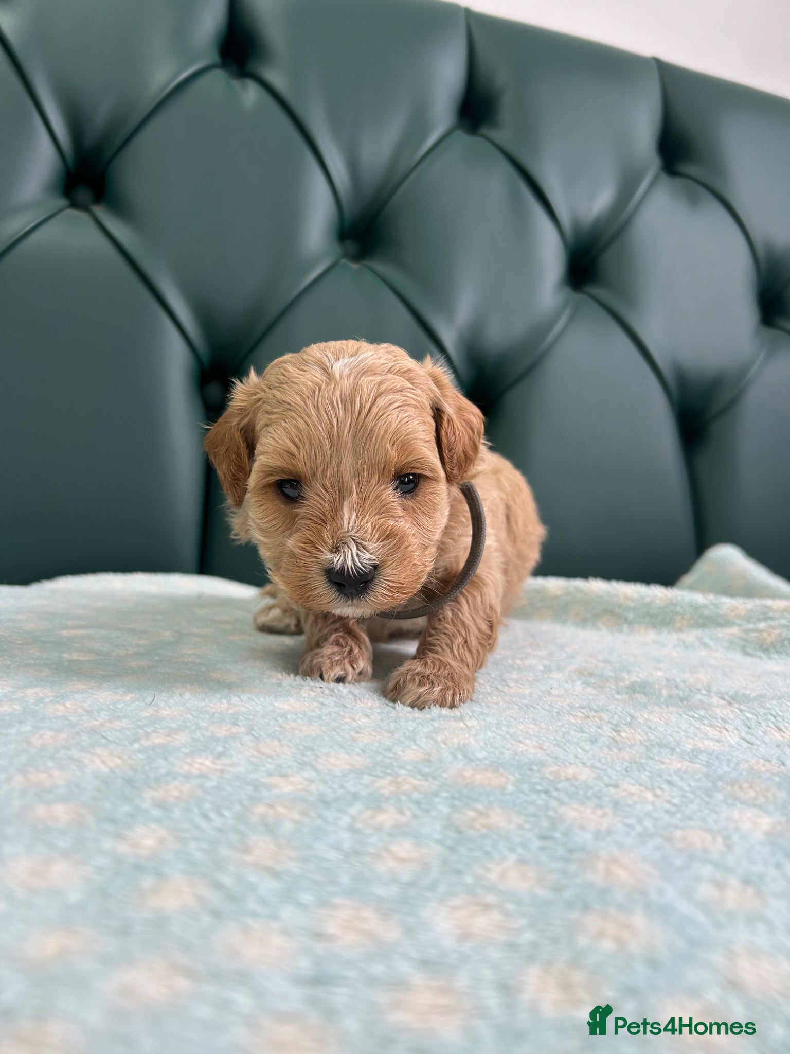Poochon dogs for sale: 5⭐️ Licensed. Health tested Poochons - Advert 14