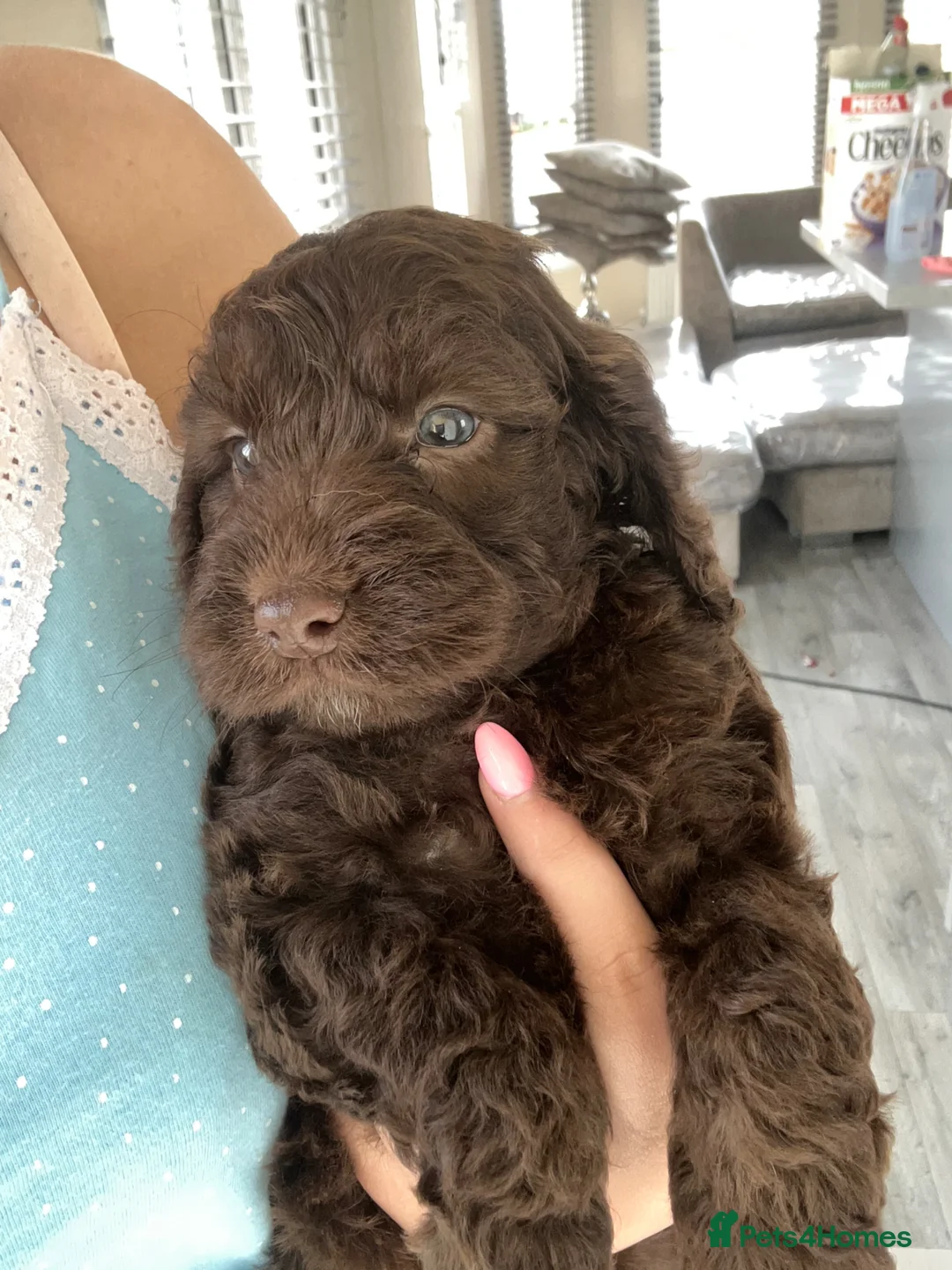 Cockapoo dogs for sale: Teddy bear cockapoos  - Advert 29