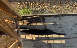 Jackapoo dogs for sale: Jackapoo Puppies for sale 🐶🐾 - Advert 7