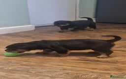 Rottweiler dogs for sale: Fabulous German bloodline pups - Image 9