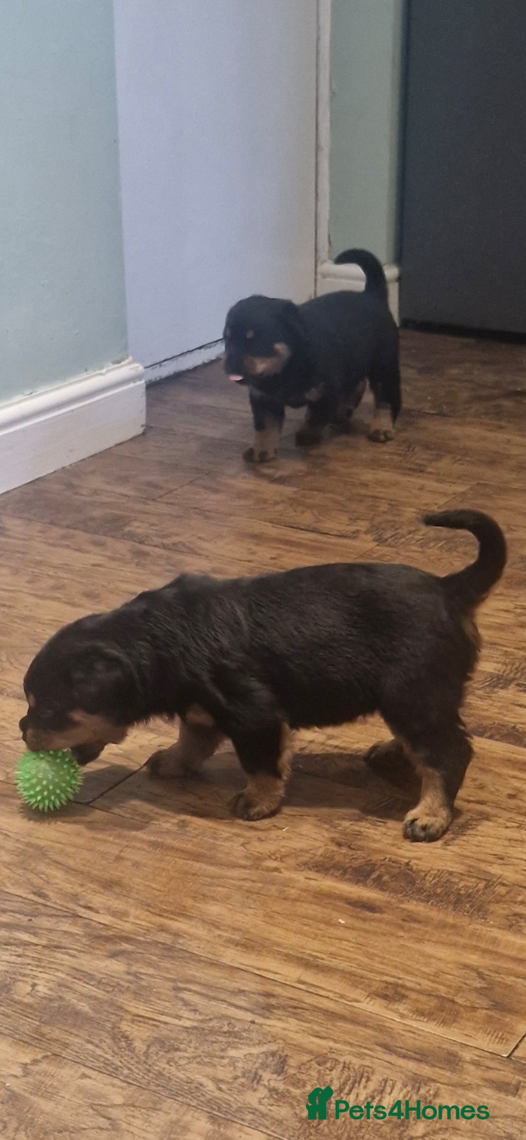 Rottweiler dogs for sale: Fabulous German bloodline pups - Image 9