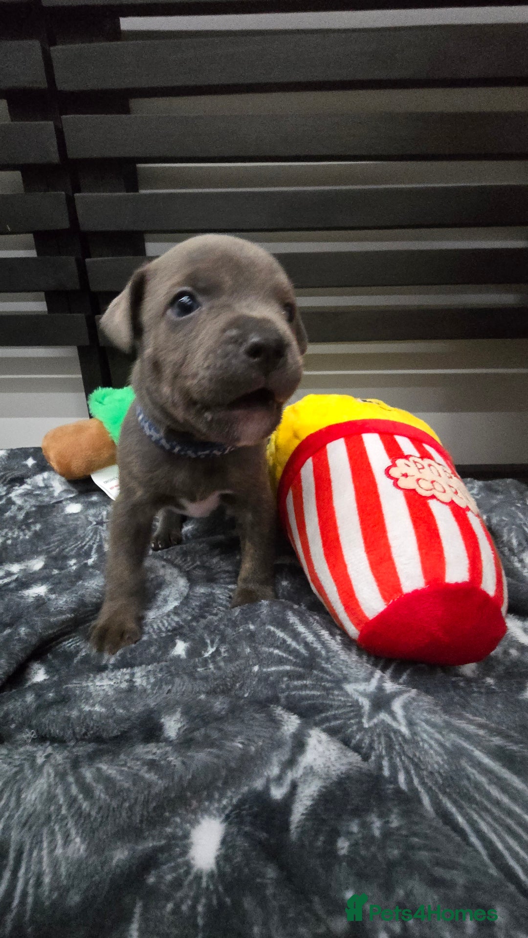 Staffordshire Bull Terrier dogs for sale: Blue staffordshire bull terrier - Advert 5