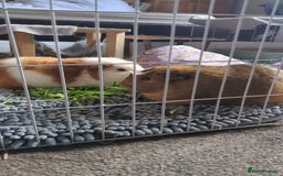 Guinea Pig rodents for sale: Loved guinea pigs need forever home 🩷 - Image 8