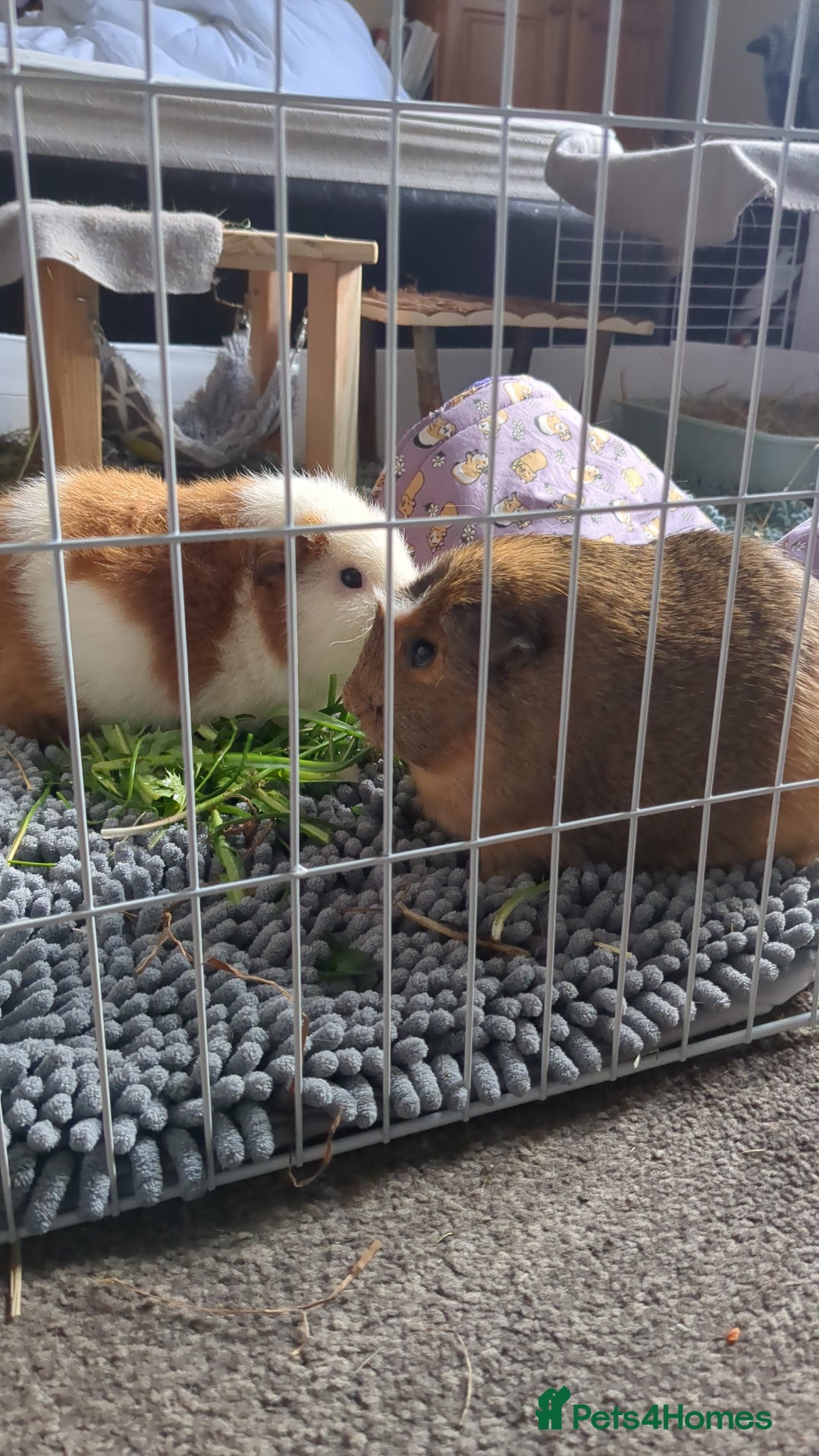 Guinea Pig rodents for sale: Loved guinea pigs need forever home 🩷 - Image 8