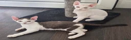Devon Rex cats for sale: Darling Devons  in Waltham Cross - Advert 11