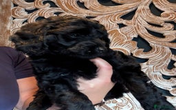 Cockapoo dogs for sale: ✨ Gorgeous Cockapoo Puppies ✨ - Image 16