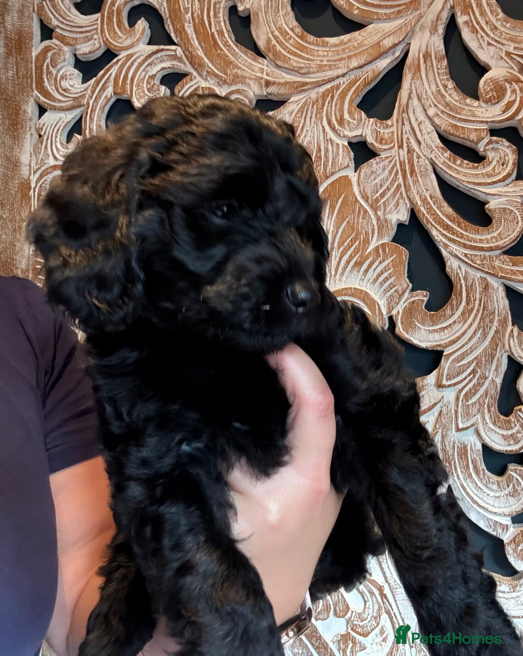 Cockapoo dogs for sale: ✨ Gorgeous Cockapoo Puppies ✨ - Image 16