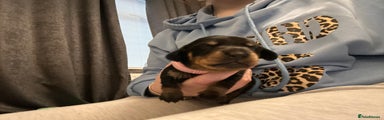Dachshund Puppy 5