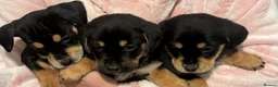 Cocker Spaniel dogs for sale: Show/working cocker spaniel pups lovely colours  in Lowestoft - Advert 16