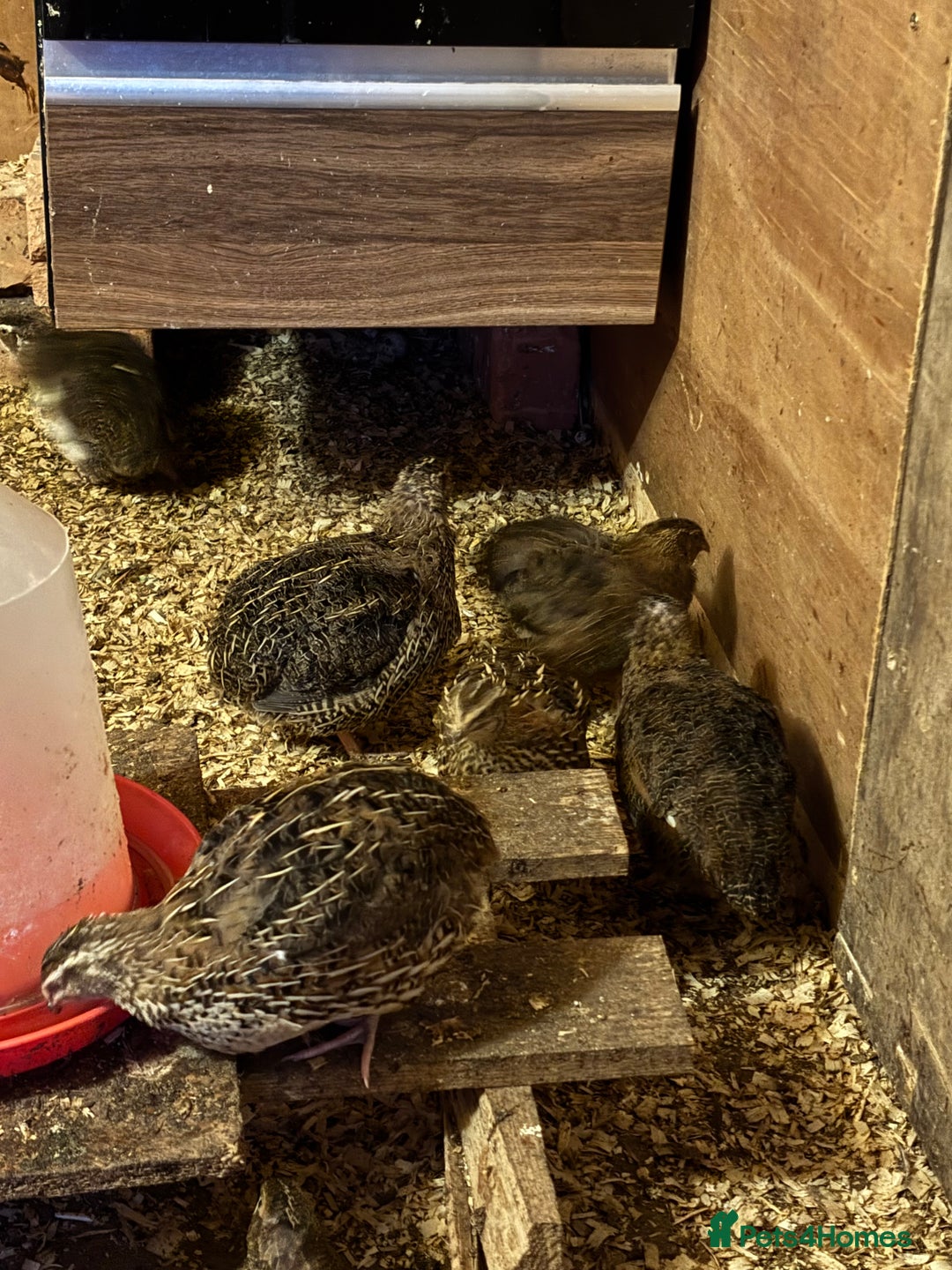 Quail poultry for sale: Quail for sale  - Advert 7