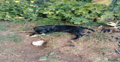 Sprocker dogs - Advert 3
