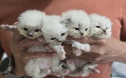 Ragdoll cats for sale: Irresistable Blue Mitted Ragdoll Kittens🙀😻🙀 - Image 1