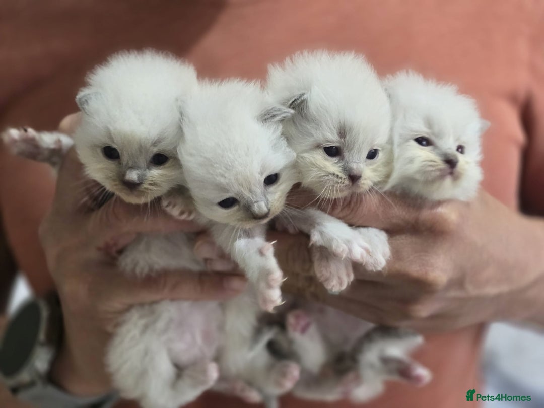 Ragdoll cats for sale: Irresistable Blue Mitted Ragdoll Kittens🙀😻🙀 - Image 1