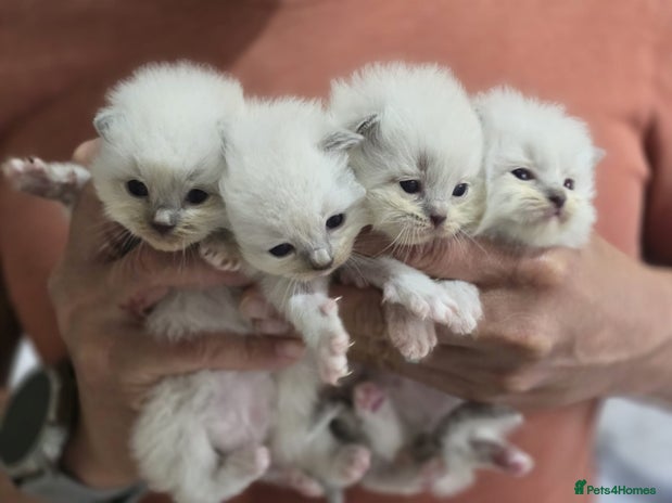 Ragdoll cats - Advert 10