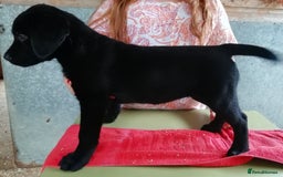 Labrador Retriever dogs for sale: KC Labrador girls, calm, loving and sensible - Image 4
