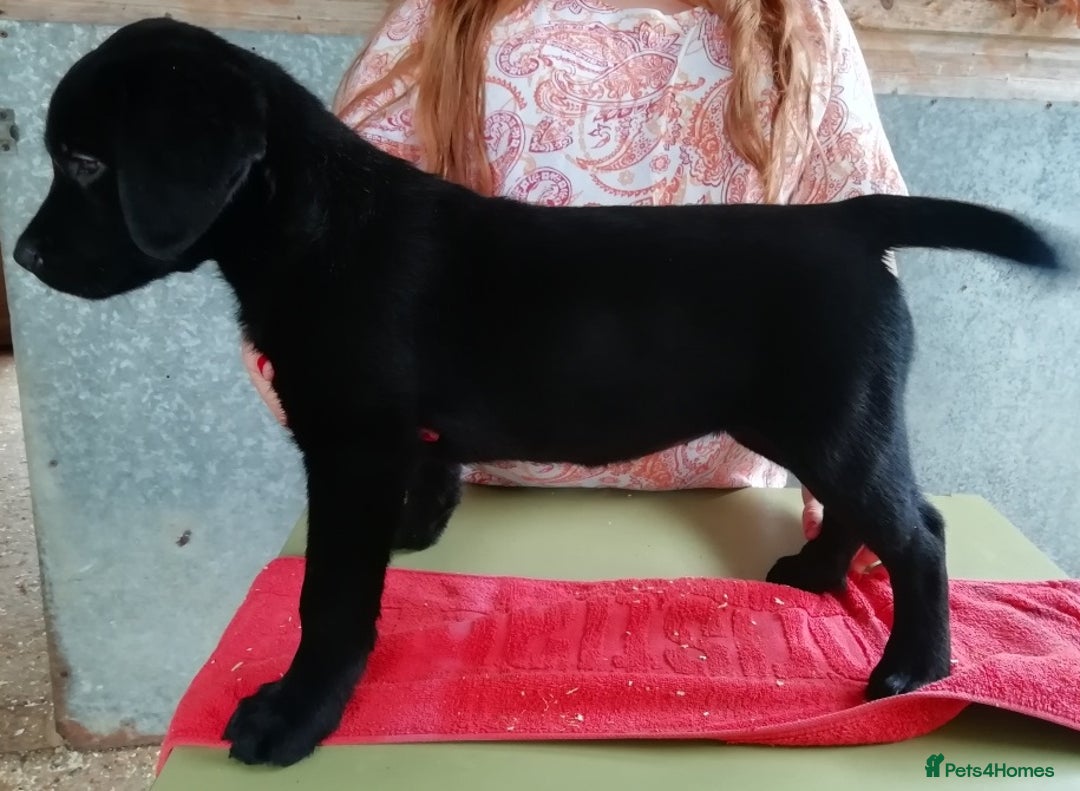 Labrador Retriever dogs for sale: KC Labrador girls, calm, loving and sensible - Image 4