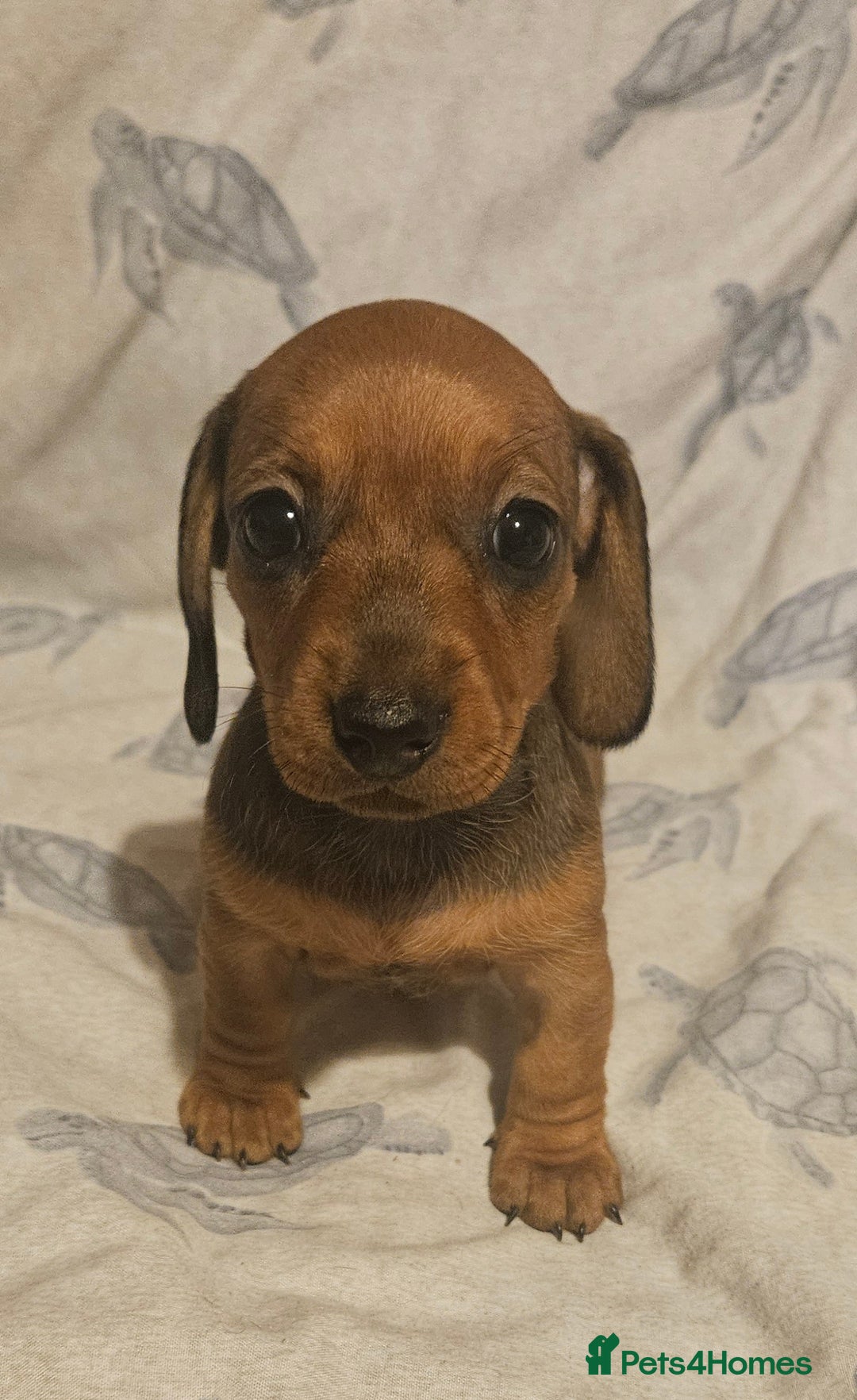 Miniature Dachshund dogs for sale: Adorable miniature dachshund girls - Advert 11