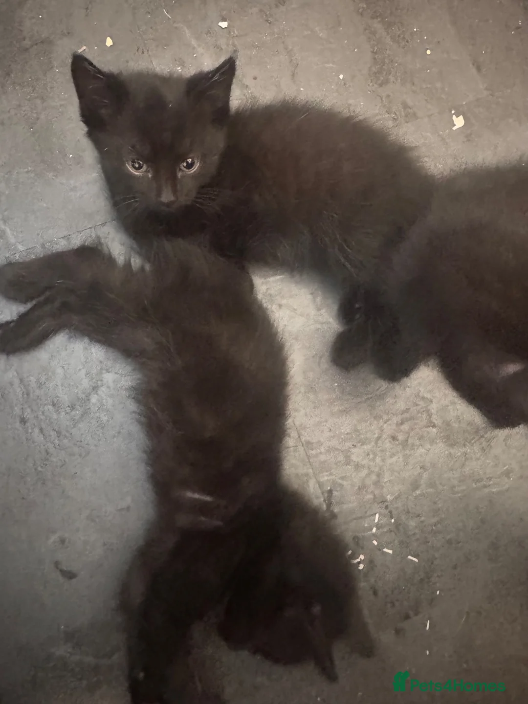 Mixed Breed cats for sale: Black kittens for sale  - Advert 7