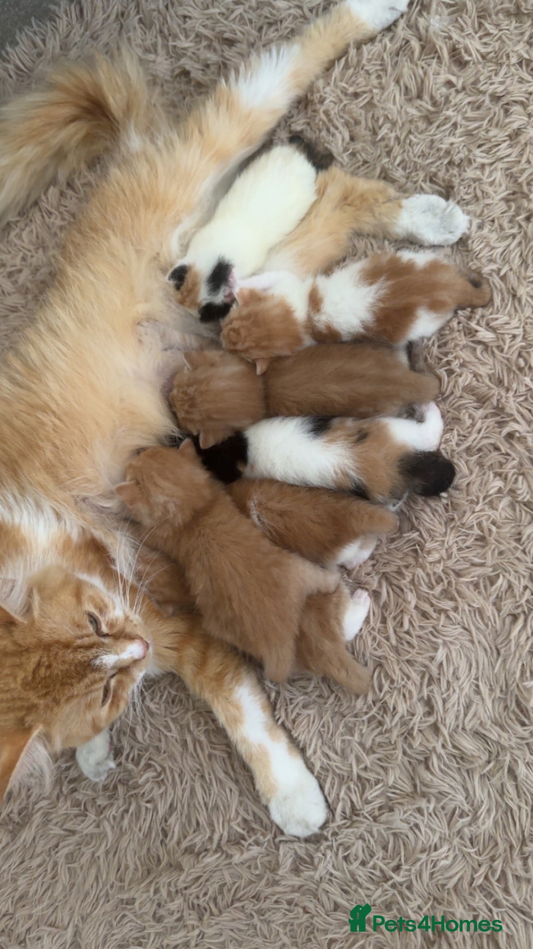 Mixed Breed cats Gorgeous Gingers  - Advert 7