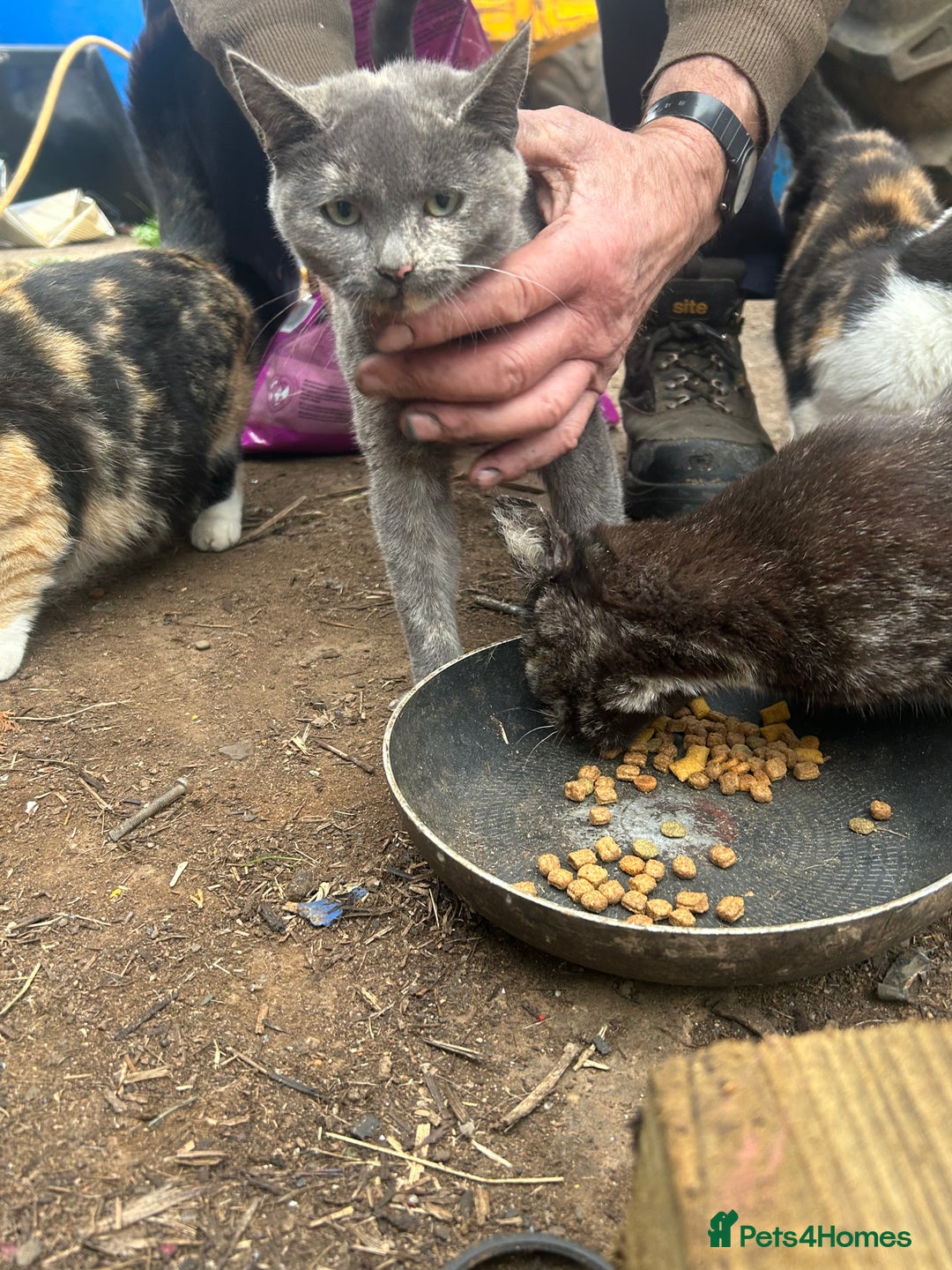 Domestic Shorthair cats for sale: Farm kittens £30 pair - Image 4