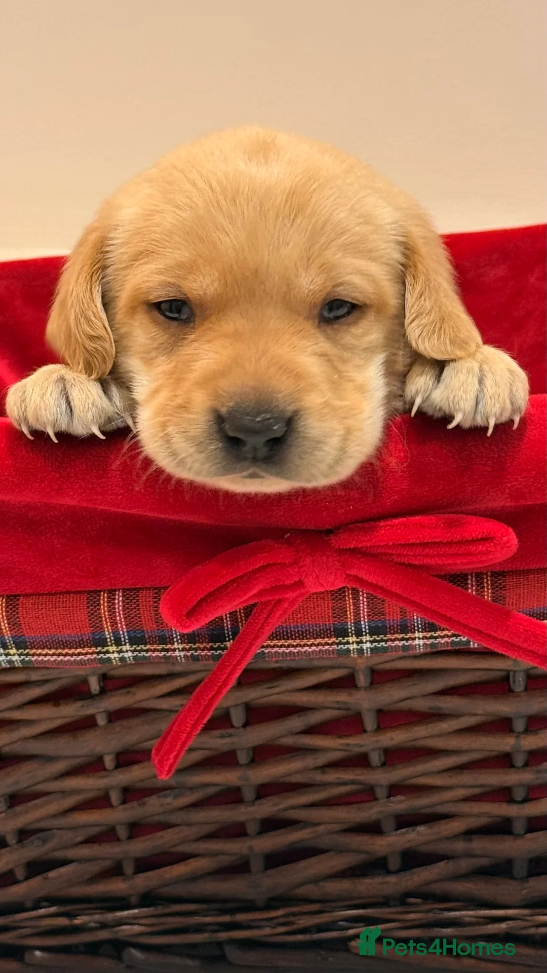 Labrador Retriever dogs for sale: Fox Red Labrador Pups – Raised with kids, Herts - Advert 2