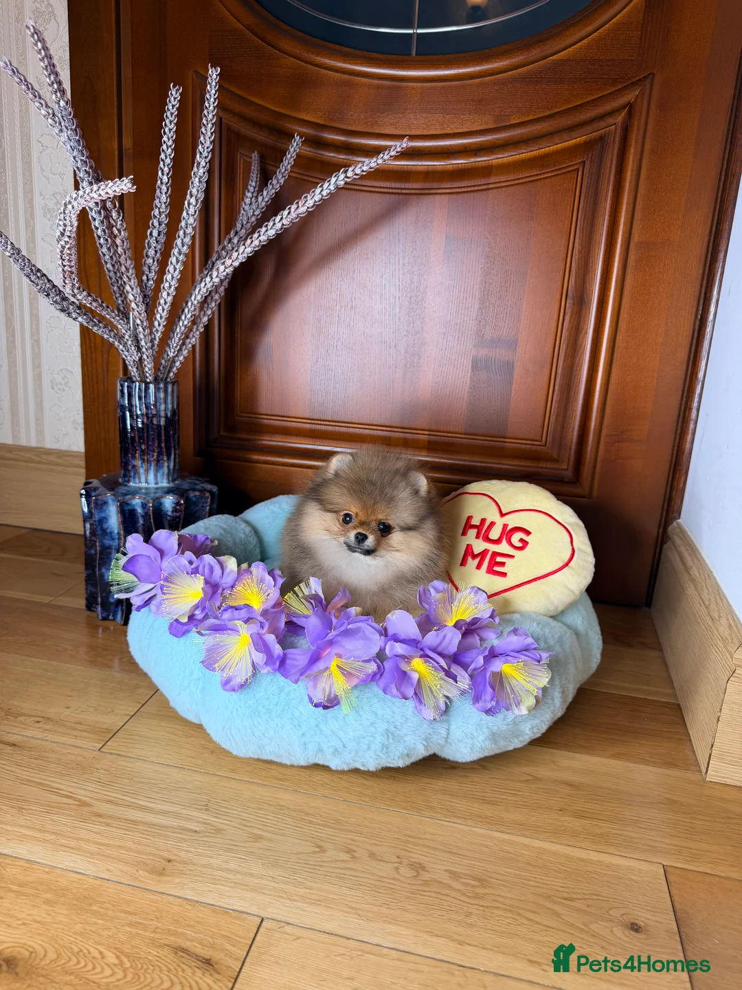 Pomeranian dogs for sale: Orange teddy bear type Pomeranian boy and girl - Advert 30