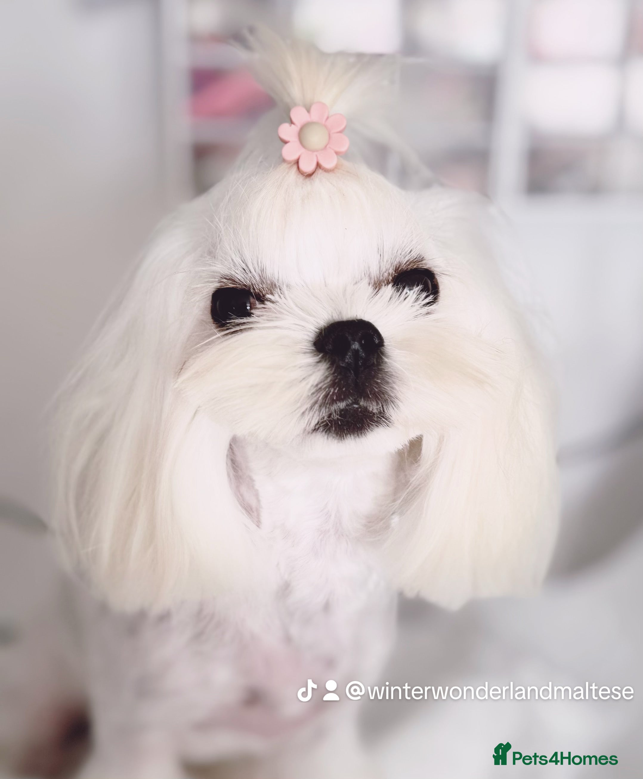 Maltese dogs 💫Beautiful Adult Korean Maltese Girl💫 - Advert 2