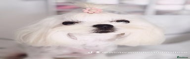 Maltese Puppy 1