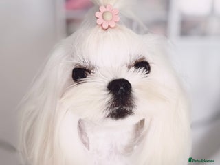 Maltese dogs 💫Beautiful Adult Korean Maltese Girl💫 - Advert 2