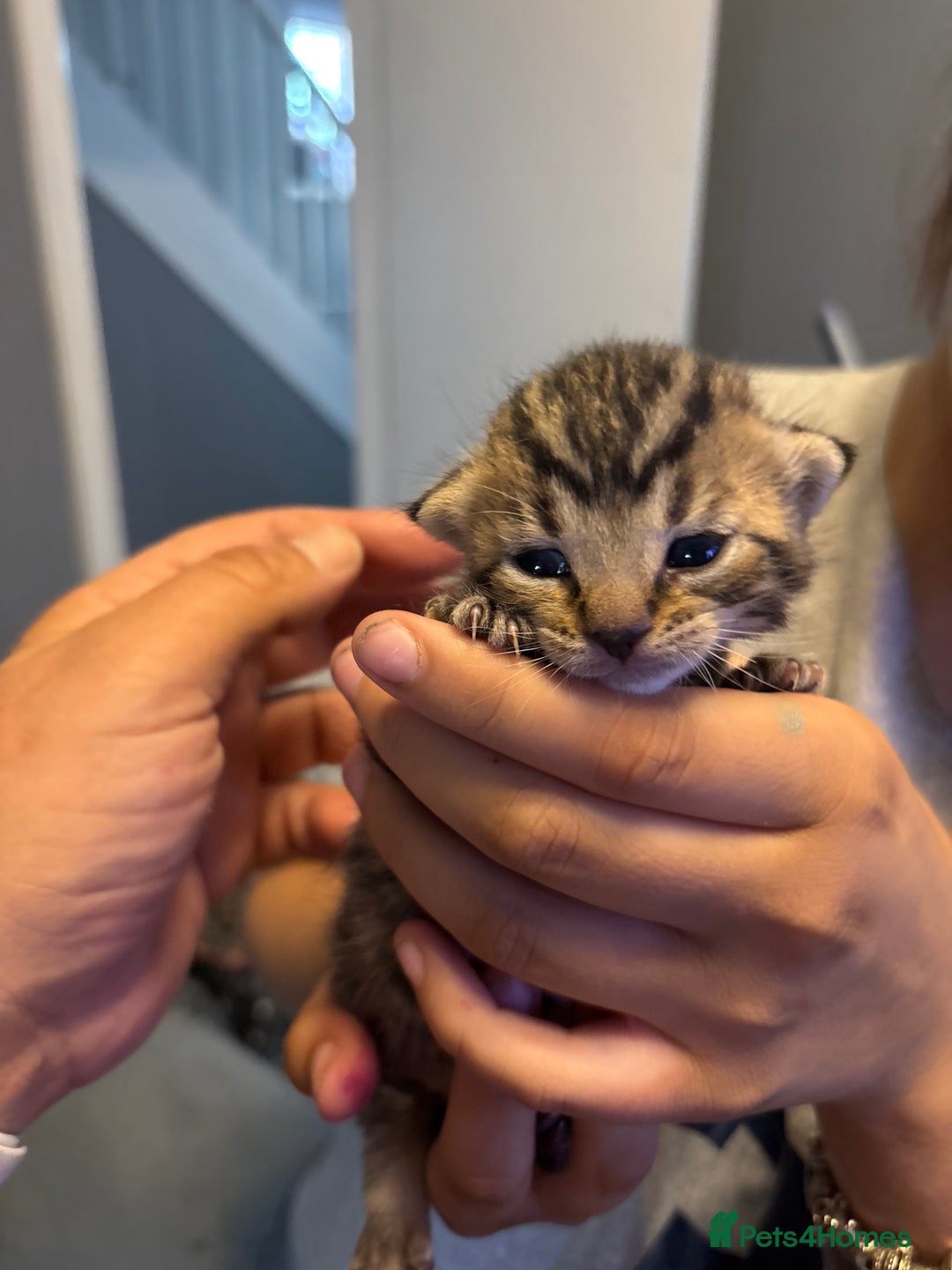 Bengal cats for sale: Bengal X  - Image 13