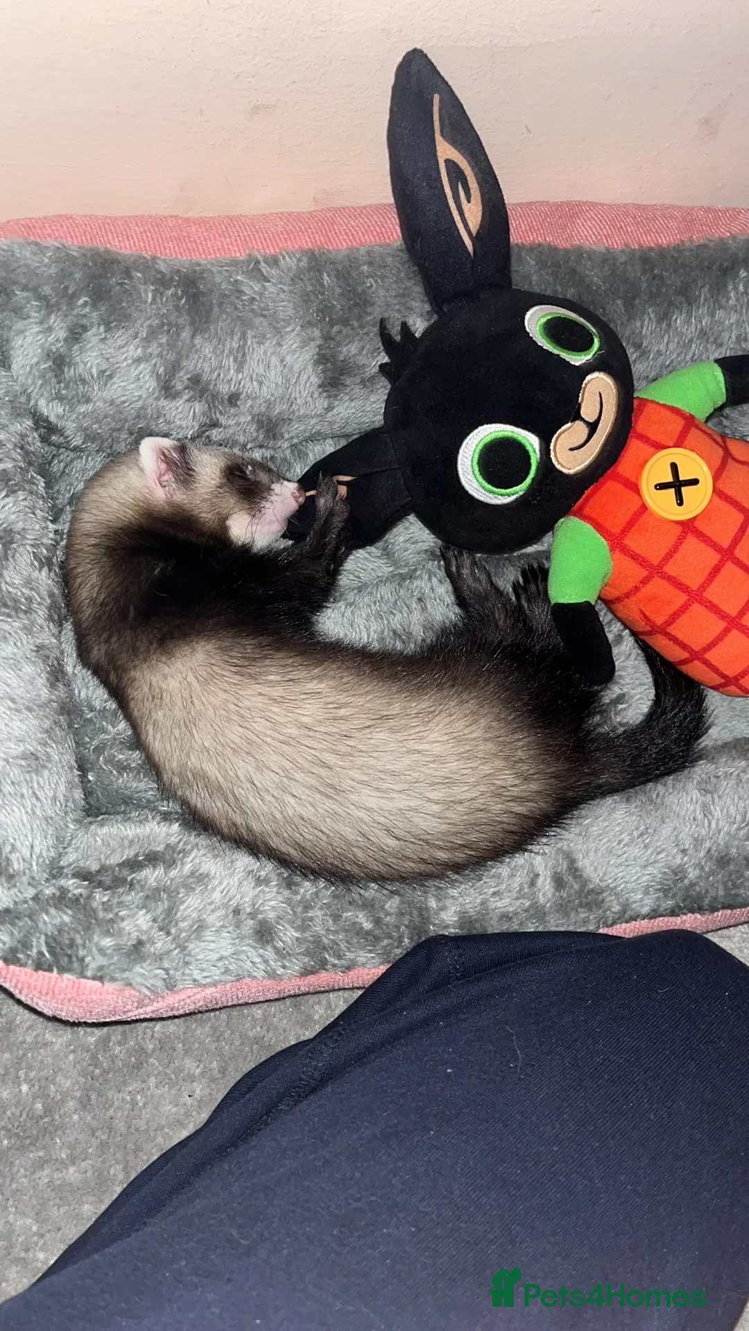 Ferret rodents for sale: 9week male ferret - Advert 2
