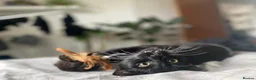 Domestic Shorthair cats for sale: Gentle Blu looking for larger home ✨ - Advert 2
