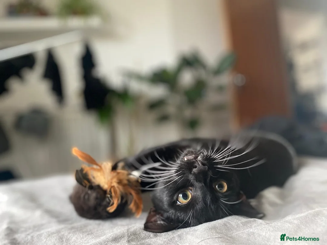 Domestic Shorthair cats for sale: Gentle Blu looking for larger home ✨ - Advert 2