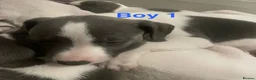 Whippet dogs for sale: Blue and white whippet puppies  in March - Advert 5